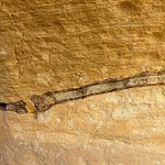 Os fossilisé. עצם מאובנת מוטבעת בסלע
